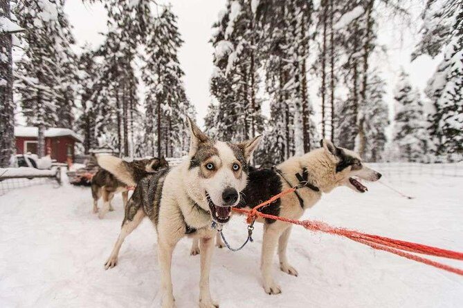 Husky Safari from Rovaniemi Including a Husky Sled Ride - Meeting the huskies up close: cuddle time, but expect controlled enclosures
