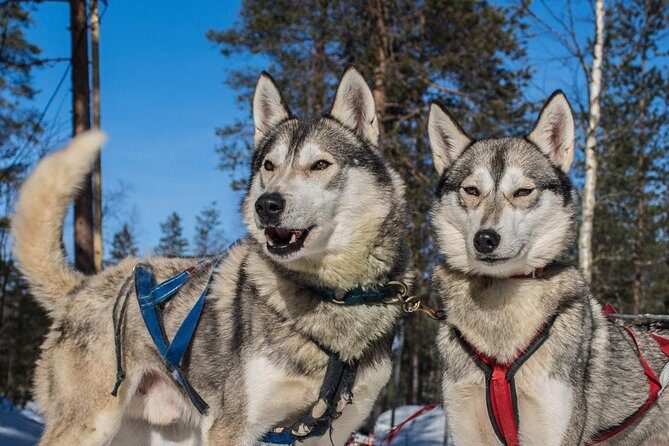 Husky Safari from Rovaniemi Including a Husky Sled Ride - The warm drink and cookies moment: why it matters more than you think