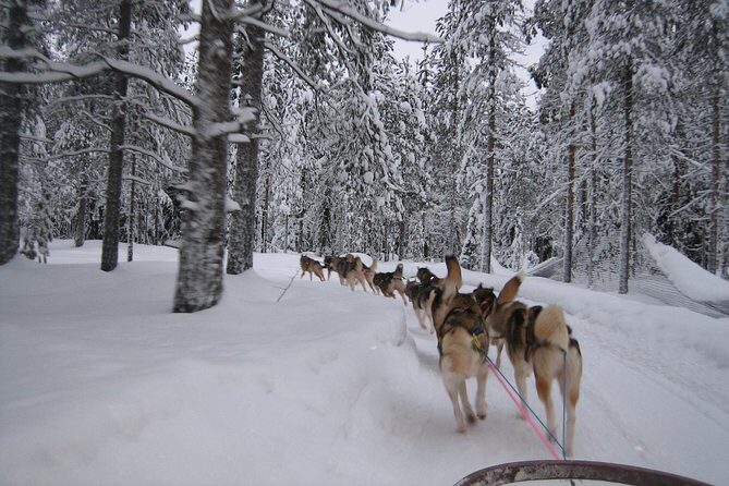 Husky Safari from Rovaniemi Including a Husky Sled Ride - Value and timing: what $173 covers (and where people feel it slips)