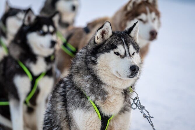 Husky Sledding Self-driving in Rovaniemi - Key things to know before you go