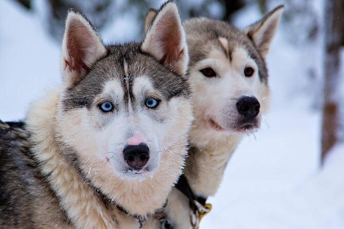 Ice Fishing and Husky - The Husky Farm Experience: Friendly Dogs and Farm-Real Talk