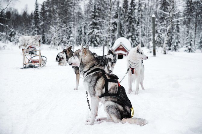 Ice Fishing and Husky - Ice Fishing on the Frozen Lake: How You Improve Your Odds