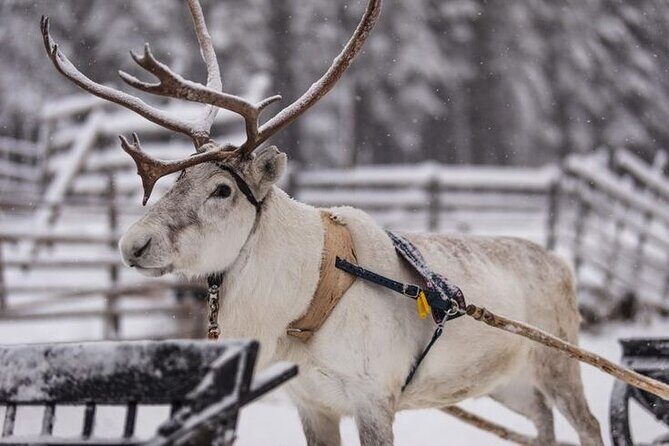 Kuoksa Reindeer Farm Visit with a Short Sleigh Ride - Price and Timing: Is 3 Hours Worth $155.33?