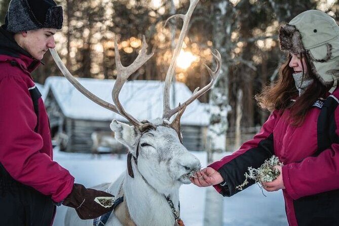 Kuoksa Reindeer Farm Visit with a Short Sleigh Ride - The Pace: A Calm, Organized Visit That Works for Families