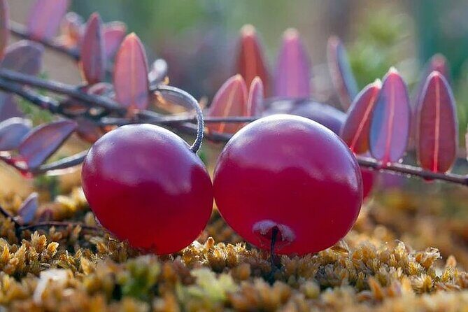 Lapland Berry Day Experience - Key Things I’d Bet You’ll Care About