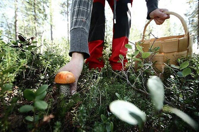 Lapland Berry Day Experience - The Foraging Hike: How the Guide Helps You Pick Safely