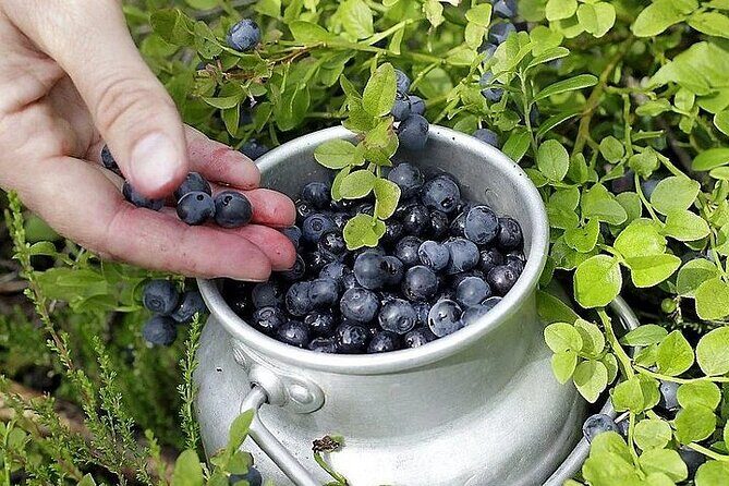 Lapland Berry Day Experience - What the Half-Day Format Feels Like in Real Life
