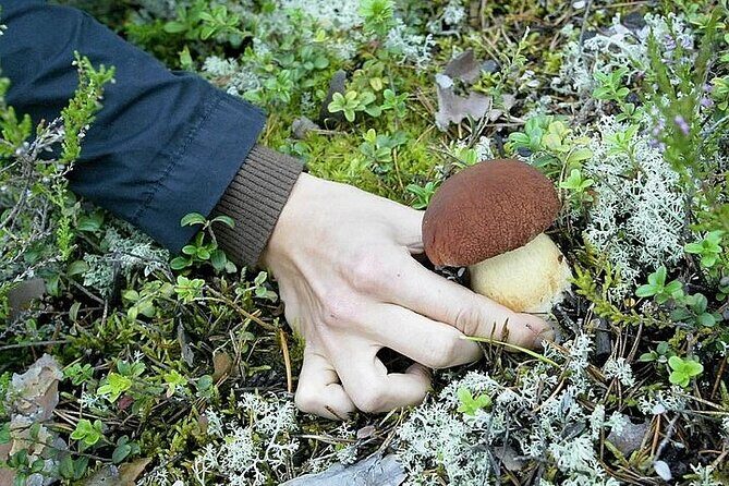 Lapland Berry Day Experience - Group Size, Pace, and Season: Things That Can Affect Your Day