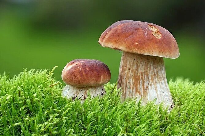 Lapland Berry Day Experience - What to Wear and Bring for Berry and Mushroom Foraging