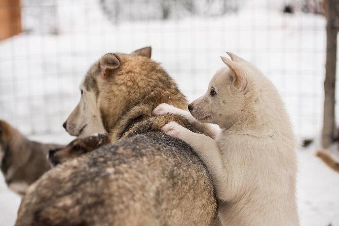 Lapland Reindeer and Husky Safari from Rovaniemi - Guides Matter: The Human Touch at Each Stop