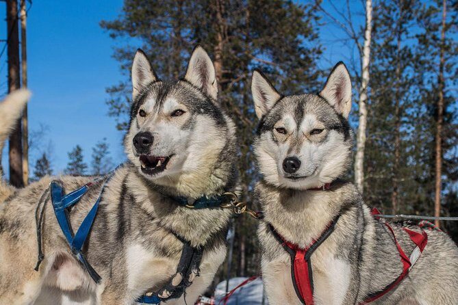 Lapland Reindeer and Husky Safari from Rovaniemi - Value and Price: Is $246.41 Worth It?