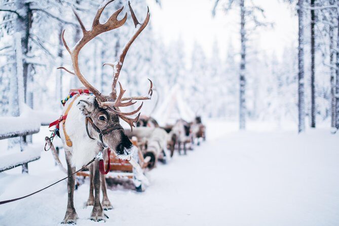 Lapland Reindeer Safari from Rovaniemi - The sleigh ride through snowy woods: distance, speed, and your view