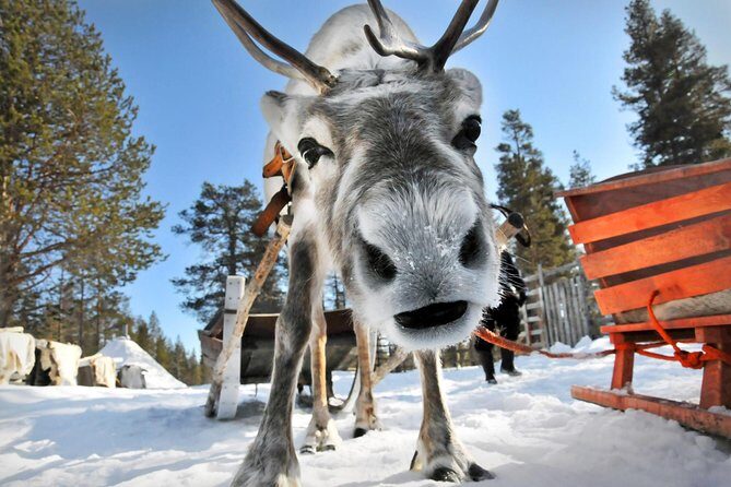 Lapland Reindeer Safari from Rovaniemi - Price and value: is $179.82 money well spent?