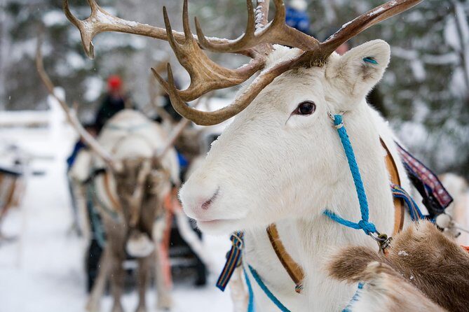 Lapland Reindeer Safari from Rovaniemi - Pickup timing and what a 3:00 pm start changes