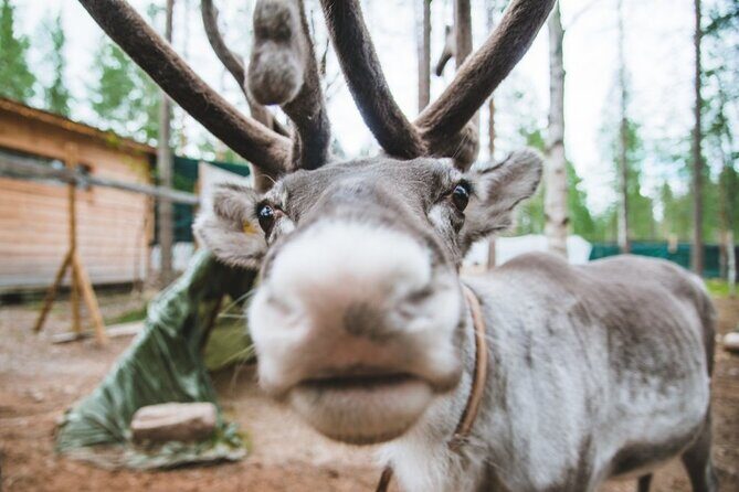 Meet Santa Claus & Santa's Reindeer Ride & Greet Huskies - Price and Value: What $264.85 Buys You