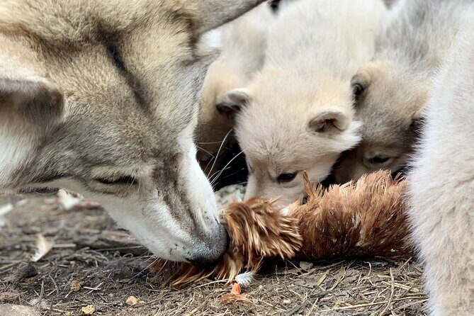 Meet Taivas & the Arctic Wolves - Private Tour - Arctic Wolfland Sanctuary: a remote family setting near Rovaniemi