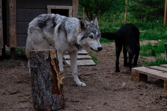 Meet Taivas & the Arctic Wolves - Private Tour - The forest walk and face-to-face rules you should respect