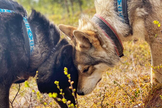 Meet Taivas & the Arctic Wolves - Private Tour - Taivas and the wolfdogs: learning behavior and handling the right way
