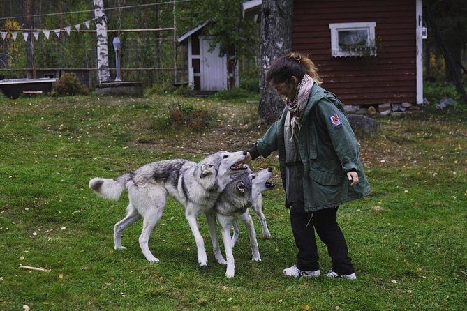 Meet Taivas & the Arctic Wolves - Private Tour - Goats and chickens: the farm side of Lapland