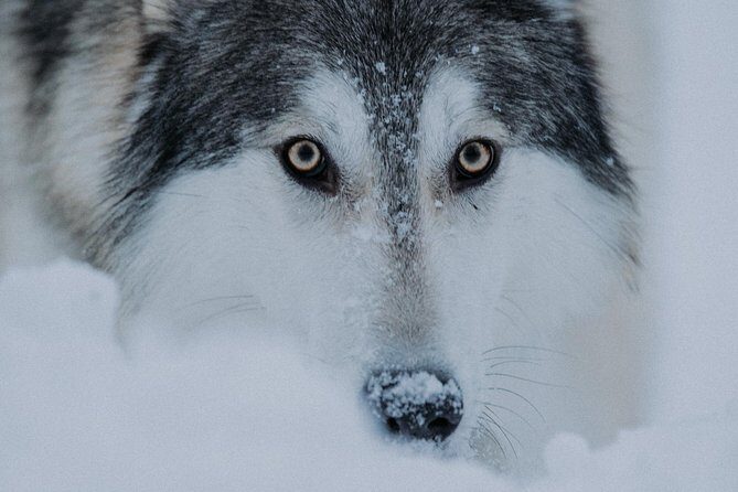 Meet Taivas & the Arctic Wolves - Private Tour - Photography that actually works: how to get shots without rushing