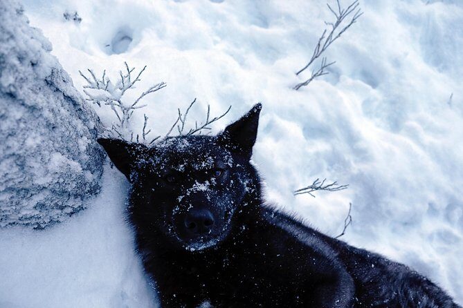 Meet Taivas & the Arctic Wolves - Private Tour - Getting there from Rovaniemi: plan your wheels