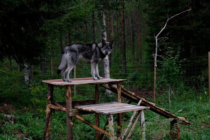 Meet Taivas & the Arctic Wolves - Private Tour - Private tour timing and price: is $311.87 worth it?