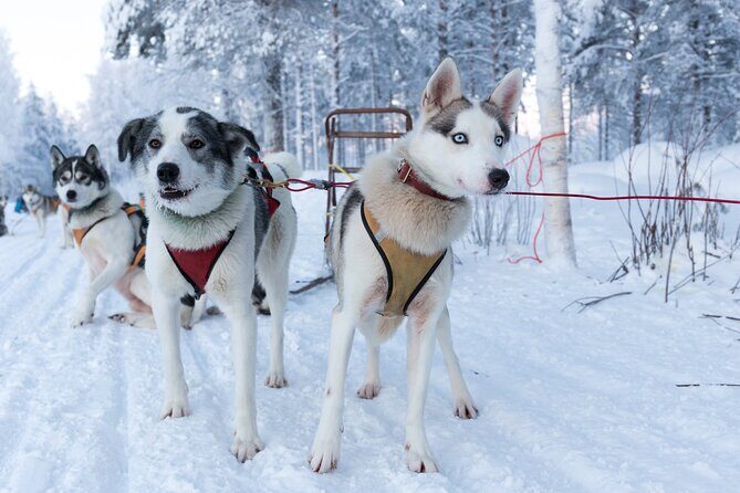 Nulkki Husky Adventure - Key highlights you’ll care about