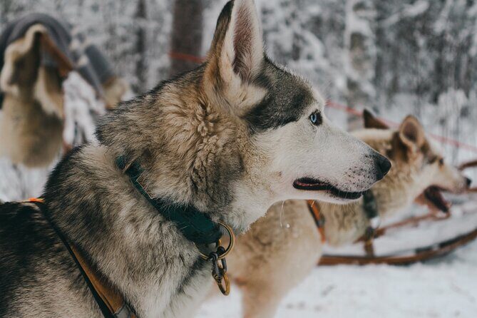 Nulkki Husky Adventure - From Meeting Point To Husky Farm: How the day gets moving