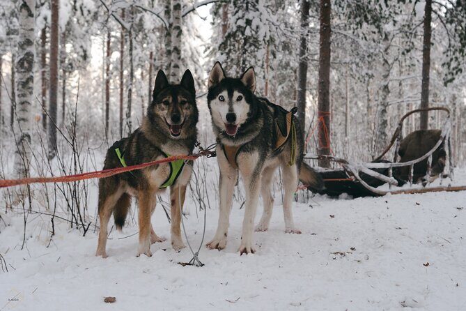Nulkki Husky Adventure - Gear, instructions, and why you should listen closely