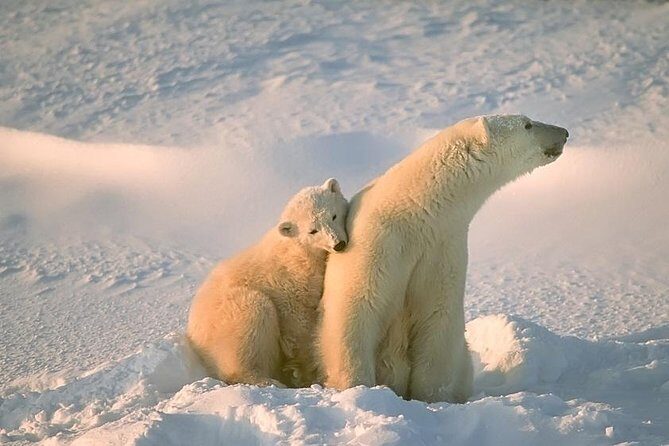 Ounasvaara and Ranua Zoo - Key Highlights Worth Planning For