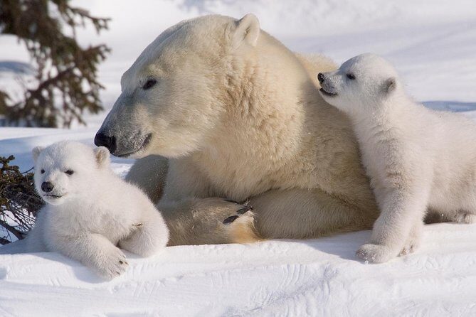 Ounasvaara and Ranua Zoo - Getting There and Staying on Schedule From Rovaniemi