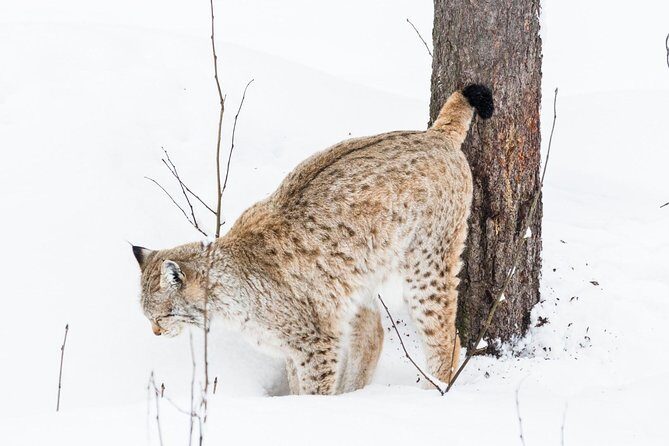 Private Ranua Zoo tour - The easy 2.5 km walk: pacing, comfort, and photo breaks