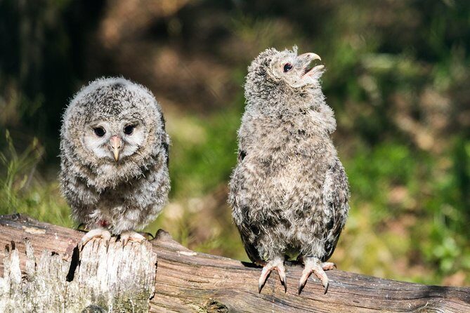 Private Ranua Zoo tour - Price and value: what $307.05 gets you
