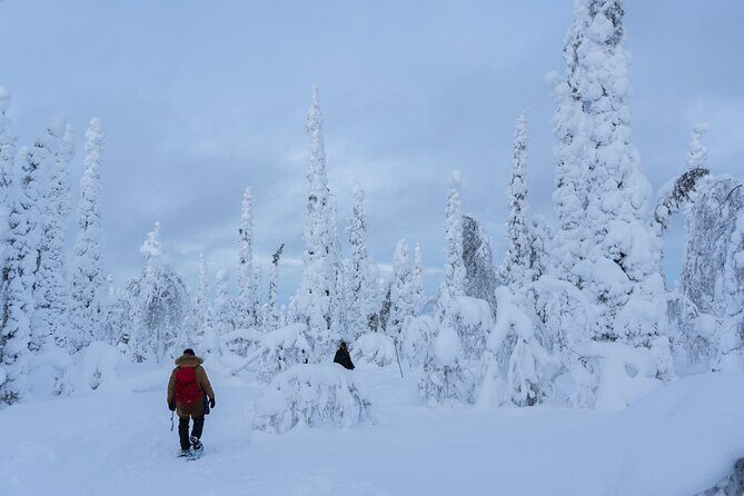 Private Snowshoe or Ski Adventure in Lapland from Rovaniemi - Price and Value: $1,183.48 Per Group (Up to 7) and What You Really Pay For