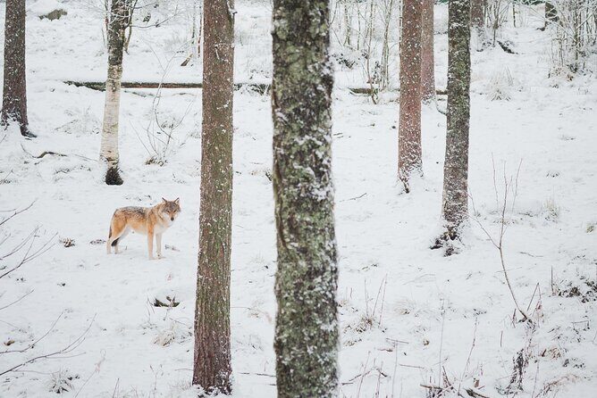 Ranua Wildlife Park Day : Visit the Arctic Animals! - Spotting Arctic favorites: foxes, bears, and reindeer