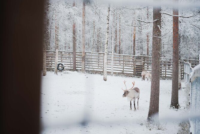 Ranua Wildlife Park Day : Visit the Arctic Animals! - Food expectations: plan for a quiet, practical day