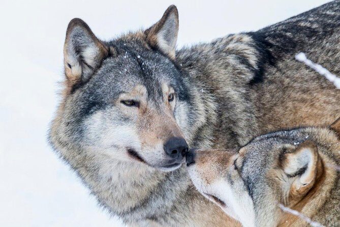 Ranua Wildlife Park Day : Visit the Arctic Animals! - Price and value: is $151.78 a fair deal?