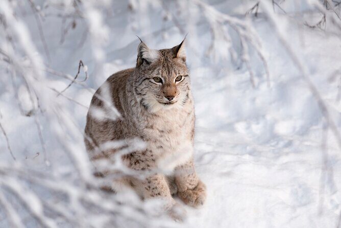 Ranua Wildlife Park Day: Visit the Arctic Animals - Getting there from Rovaniemi: pickup points and why timing matters