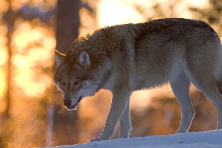 Ranua Wildlife Park Guided Tour from Rovaniemi - Key highlights I’d put on your radar