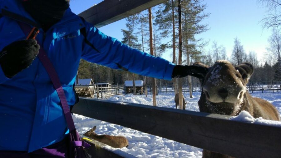 Ranua Wildlife Park Guided Tour from Rovaniemi - FAQ