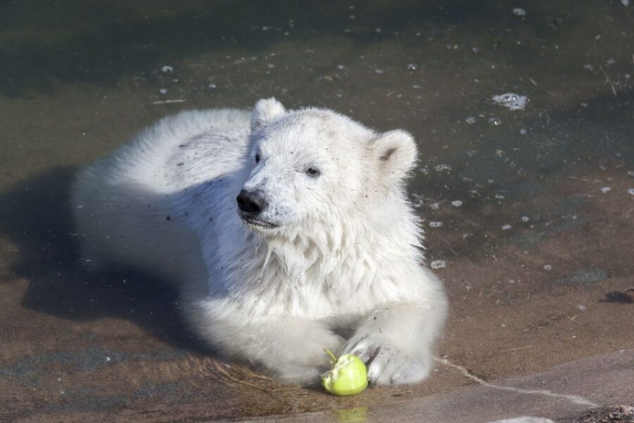 Ranua Wildlife Park Guided Tour from Rovaniemi - Ranua Wildlife Park: Finland’s only polar bears, in an Arctic-forest setting