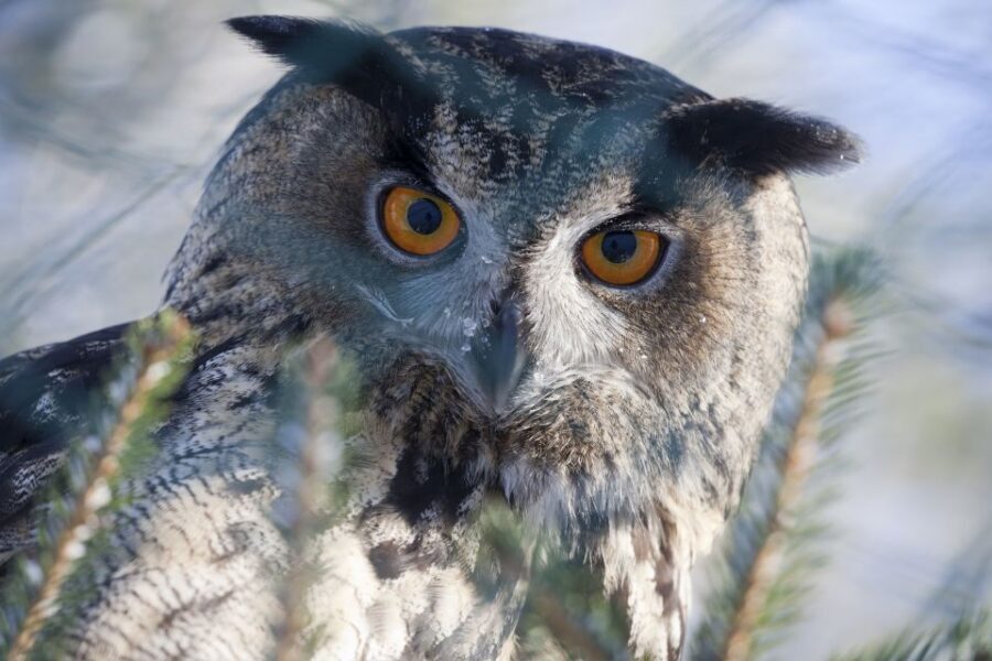 Ranua Wildlife Park Guided Tour from Rovaniemi - The guided pace through the park: how you’ll see more in 5 hours