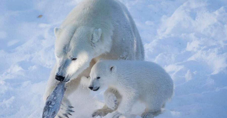 Ranua Wildlife Park Guided Tour from Rovaniemi - Who should book this Ranua tour (and who should think twice)
