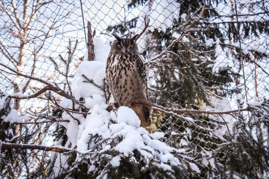 Ranua Wildlife Park Guided Tour from Rovaniemi - Should you book the Ranua Wildlife Park guided tour from Rovaniemi?