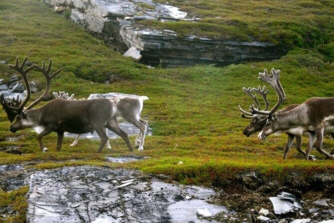 Ranua Zoo and BBQ - Ranua Zoo and BBQ: the best kind of Arctic half-day