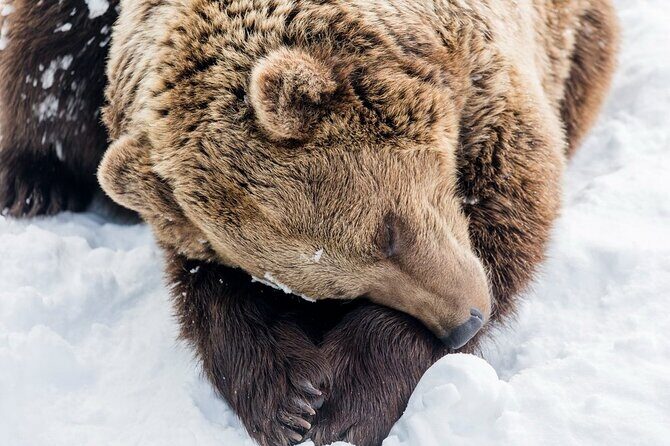 Ranua Zoo Family Tour from Rovaniemi - Door-to-door pickup from Rovaniemi and Santa Claus Village