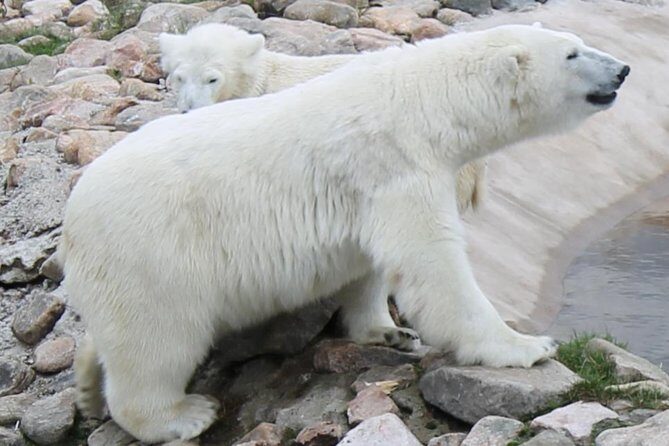 Ranua Zoo Family Tour from Rovaniemi - Price and what you’re actually buying for $122.72