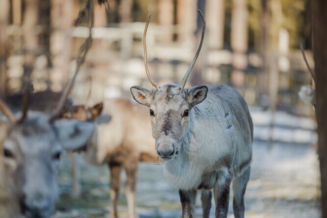 Reindeer Experience with Sledge Ride - Reindeer Manor: The “short but real” Lapland stop