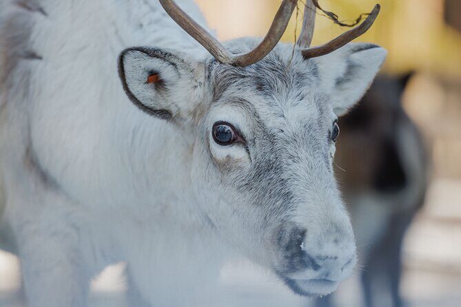 Reindeer Experience with Sledge Ride - Getting going: Koskikatu 8 vs Santa Claus Village Safari House