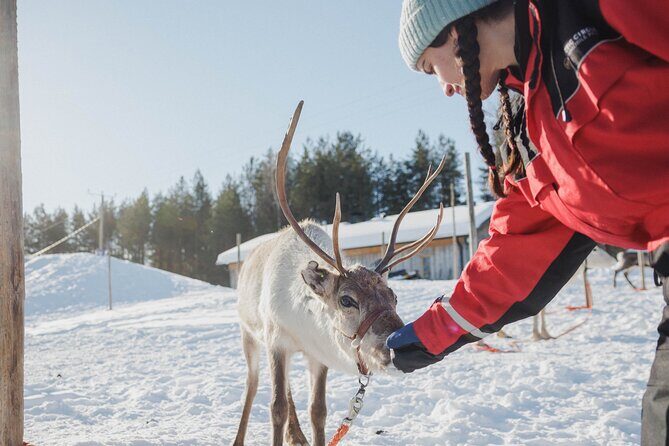 Reindeer Experience with Sledge Ride - Warm hut break: hot juice and biscuits